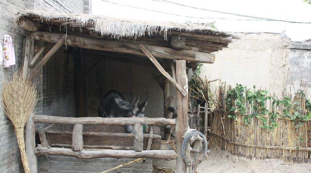 结婚后儿媳赶婆婆住草棚,懦弱儿子去草棚探望,一推门傻眼了!