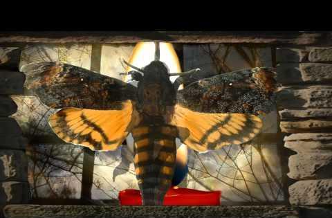 动物恐惧症: 对某种特定动物的恐惧, 感觉很多人都有!