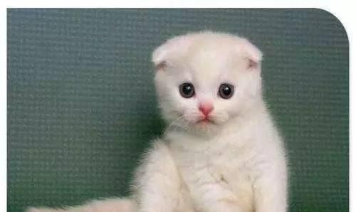 各种傲娇、蠢萌的猫大人用英语怎么说?