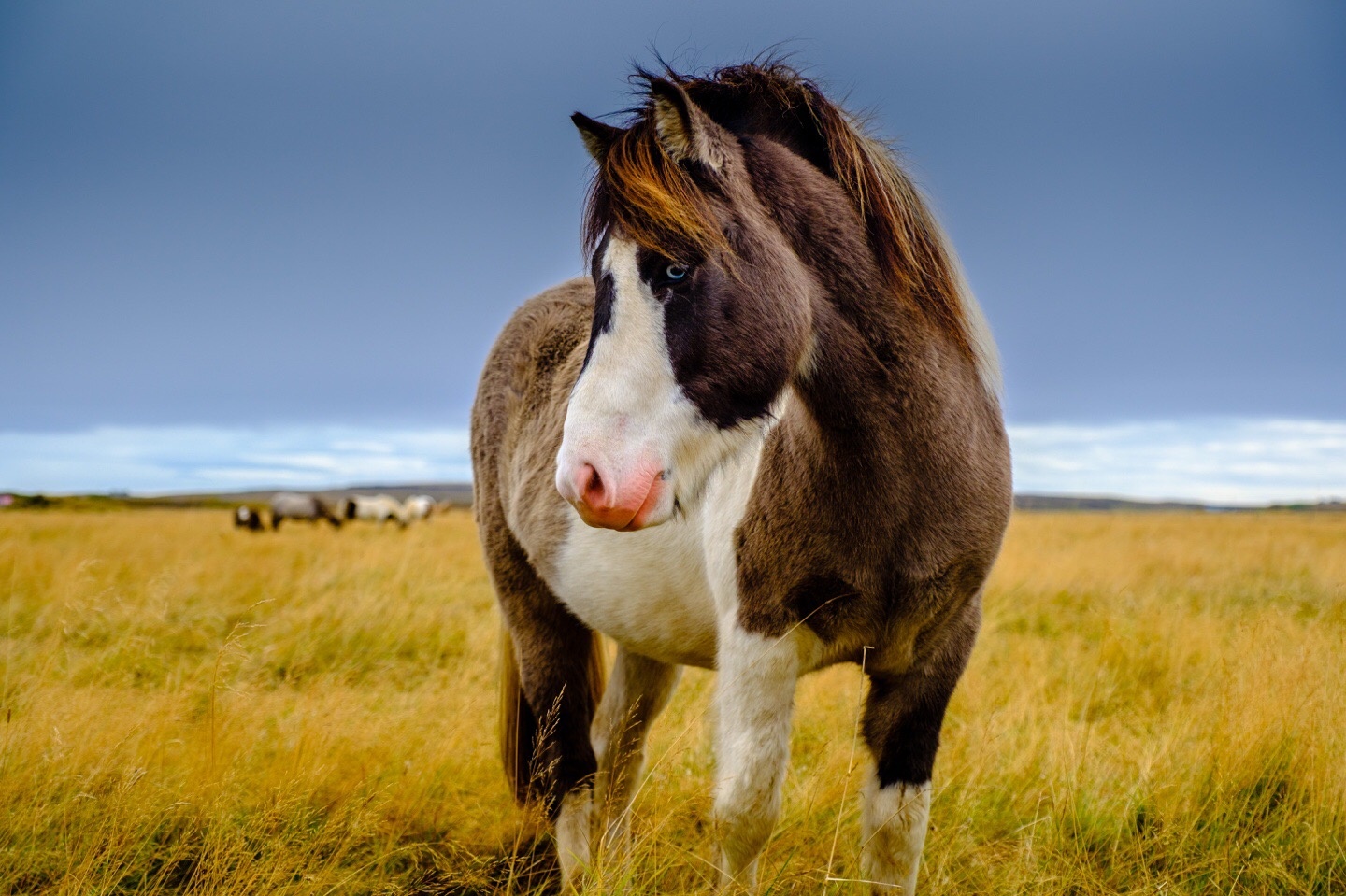我的经典三剑客1024165550140发几张这几个头的片