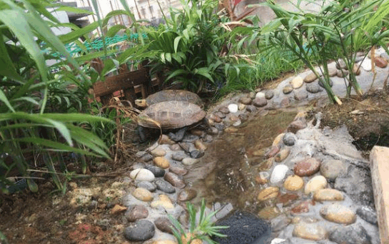 牛人给乌龟搭五平米别墅, 假山池塘应有尽有, 我家龟看后忧郁了