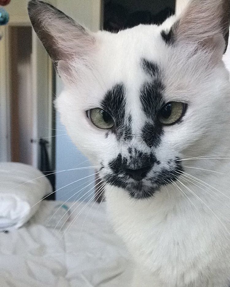 猫咪丹凤眼图片