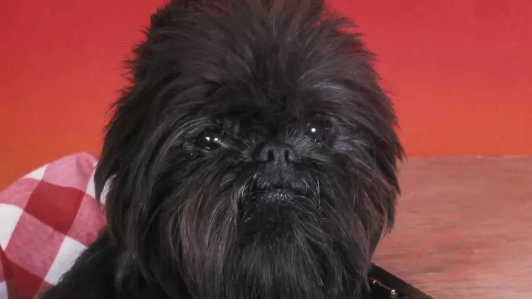 猴脸梗——地球上长得最像孙悟空的狗