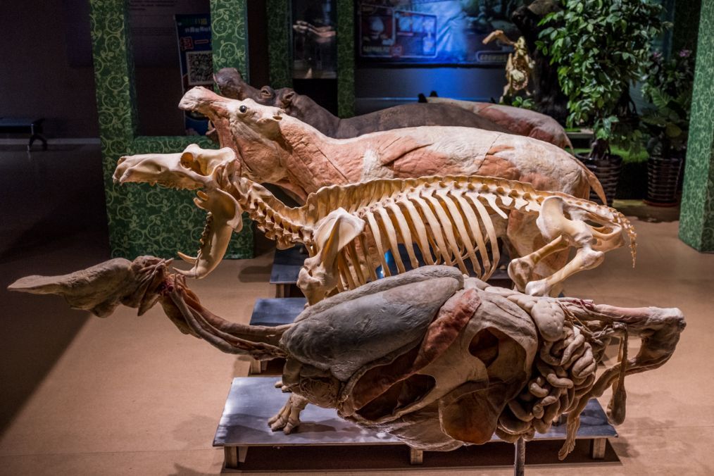 骨骼,肌肉,外皮都分离了开来,可以让观众更加直观地了解河马身体内部