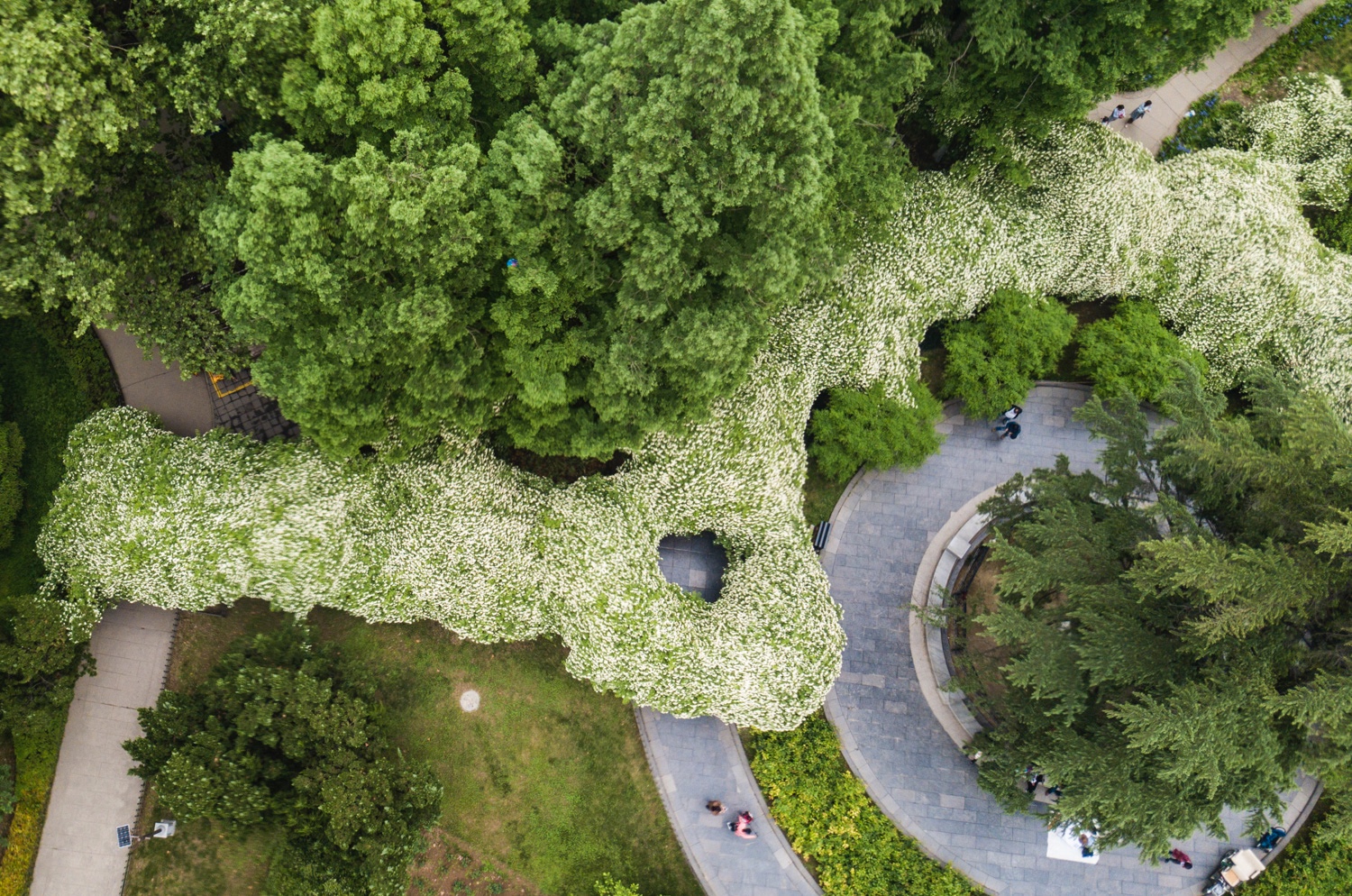 西安兴庆宫公园木香花长廊简直美呆