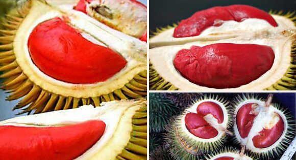 活久见!红色榴莲肉啥品种?吃起来味道怎么样?