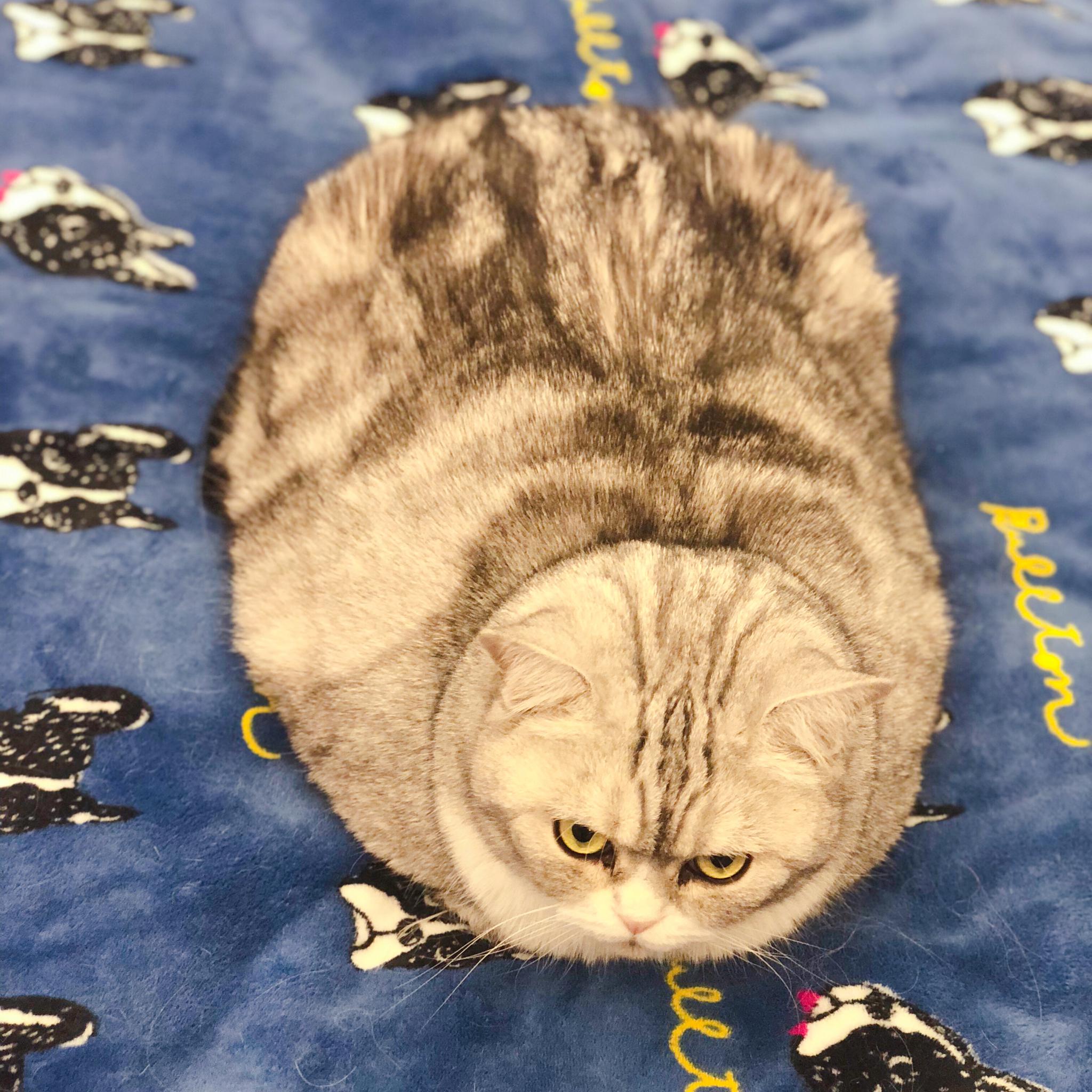 胖猫事件 如果胖猫来跟我心理咨询