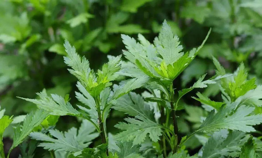 菊叶菊花脑凉拌马齿苋马齿苋有着杀菌消炎,降血压,延缓衰老的功效,用