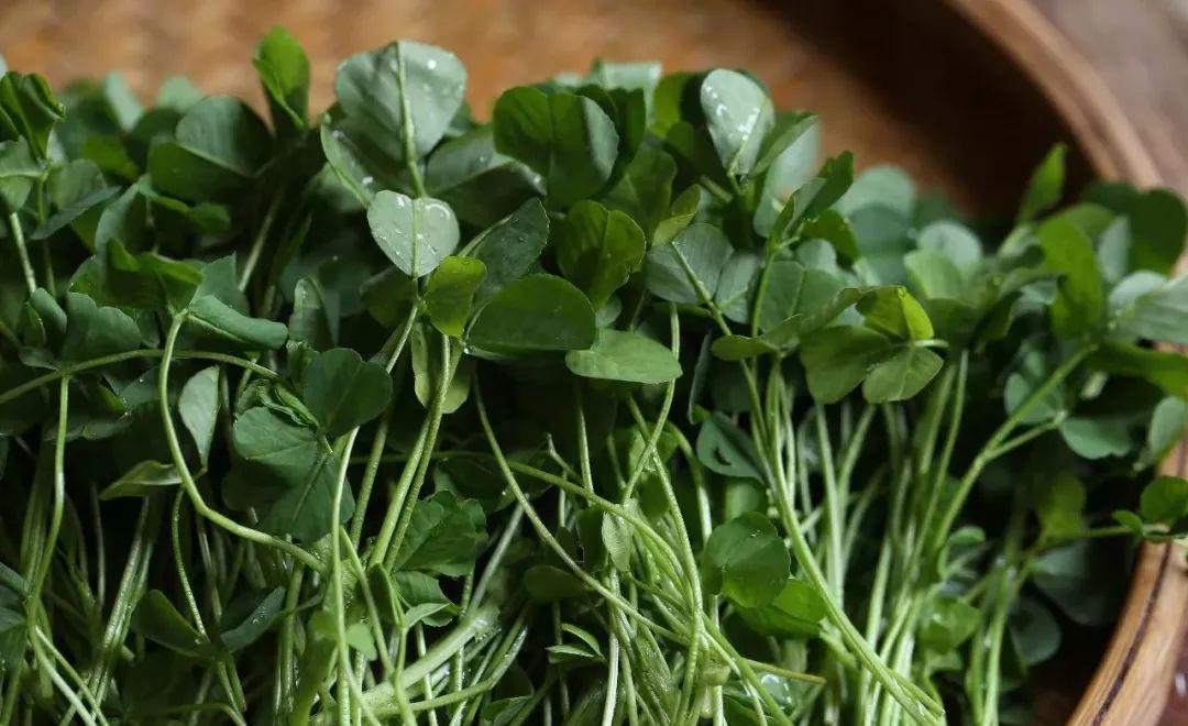 这20种春天的野菜,吃过它们做的"春食",才不辜负春光
