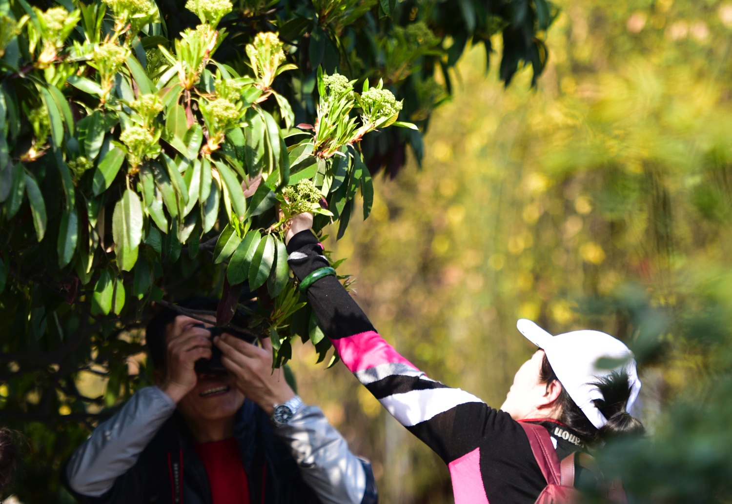 西安公园里 女子为拍照摘树叶如摘菜