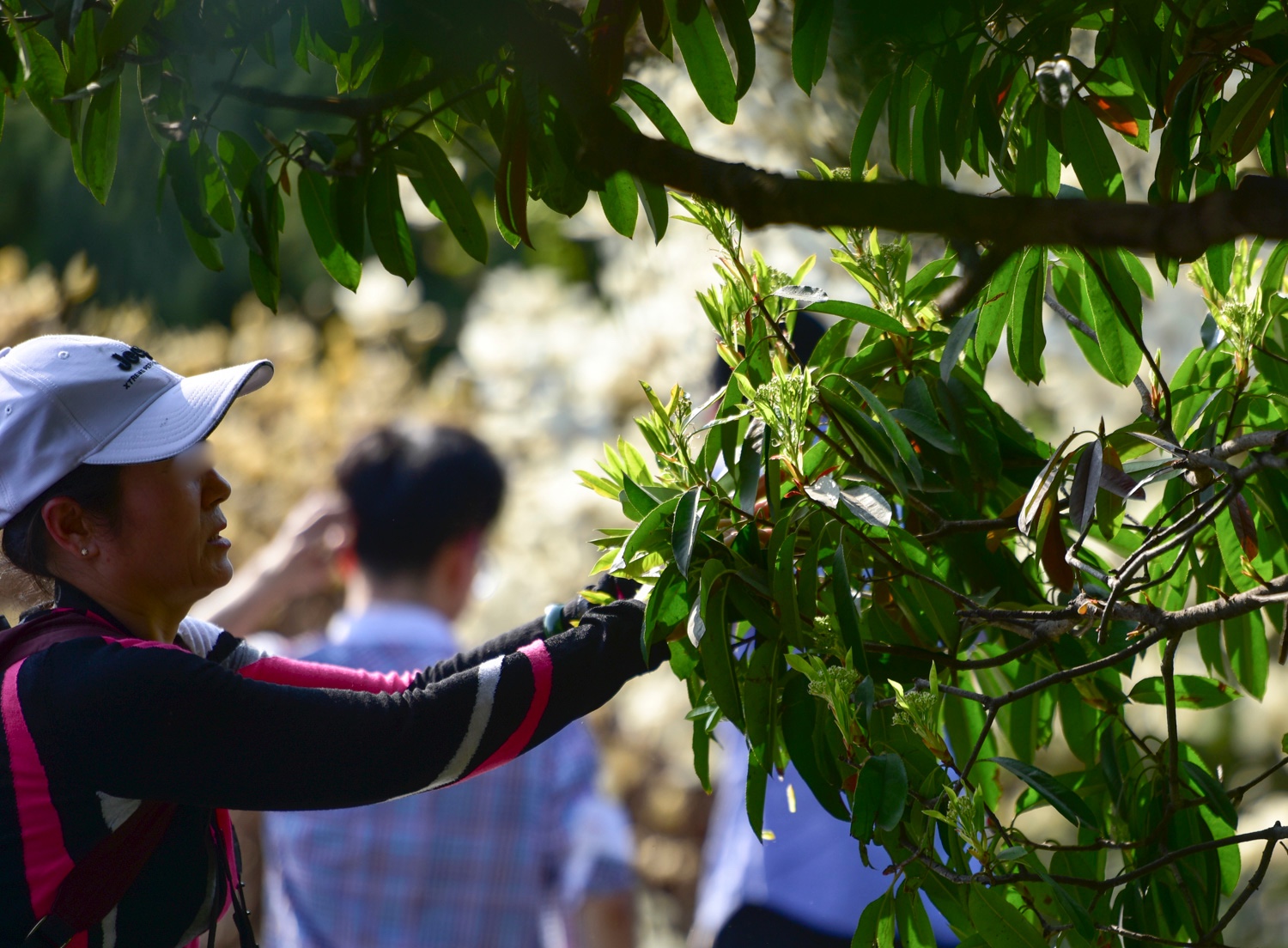 西安公园里 女子为拍照摘树叶如摘菜