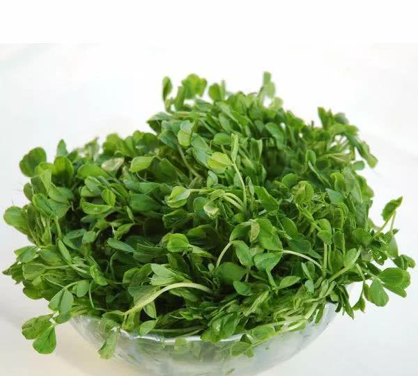 这20种春天的野菜,吃过它们做的"春食",才不辜负春光