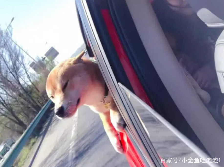 等红灯时,柴犬把头伸出窗外,另一辆车窗摇下来,探出来一只金毛