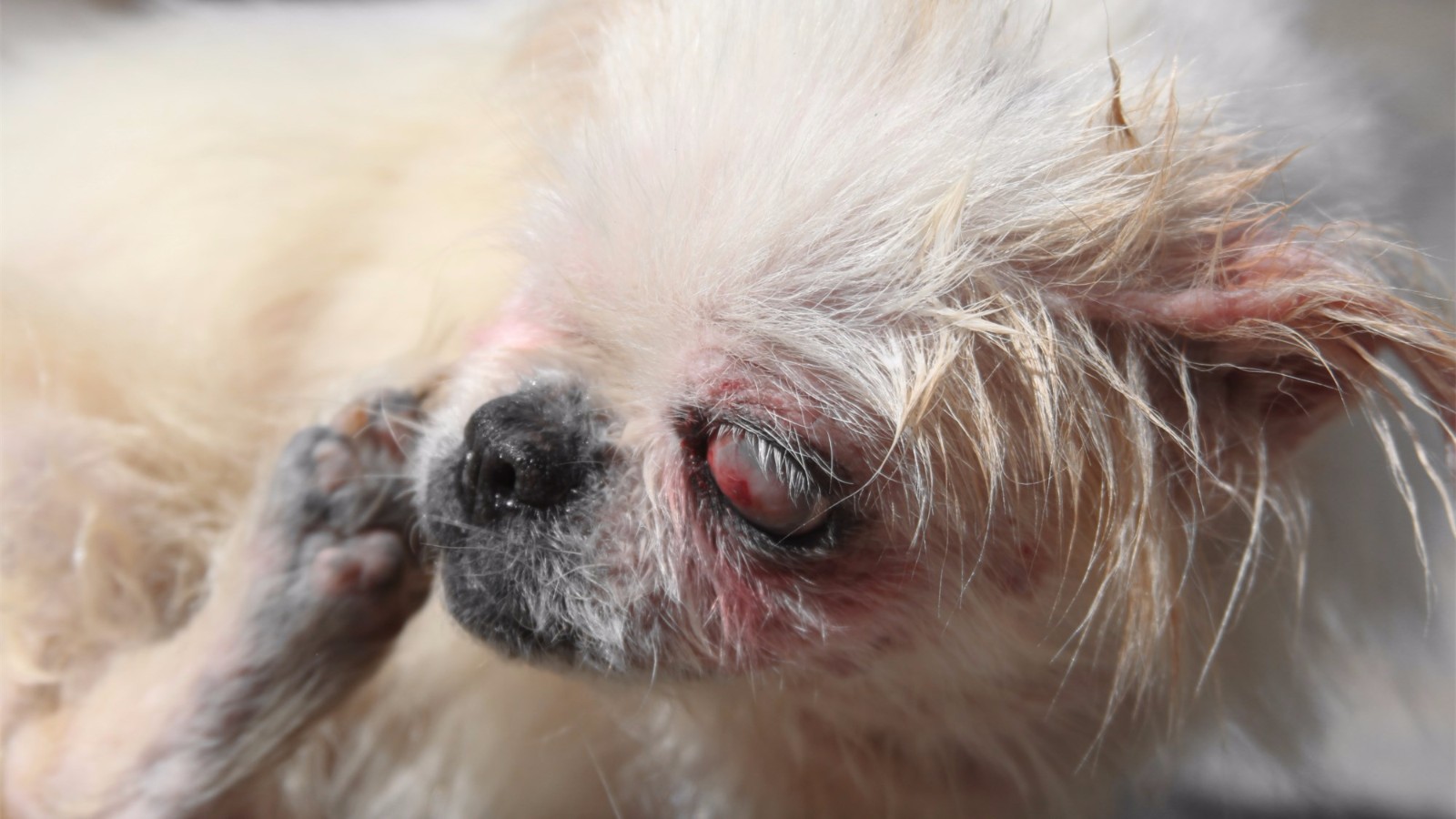 小女孩在村口垃圾堆旁救助一只浑身皮肤病,双眼失明受伤的狗狗