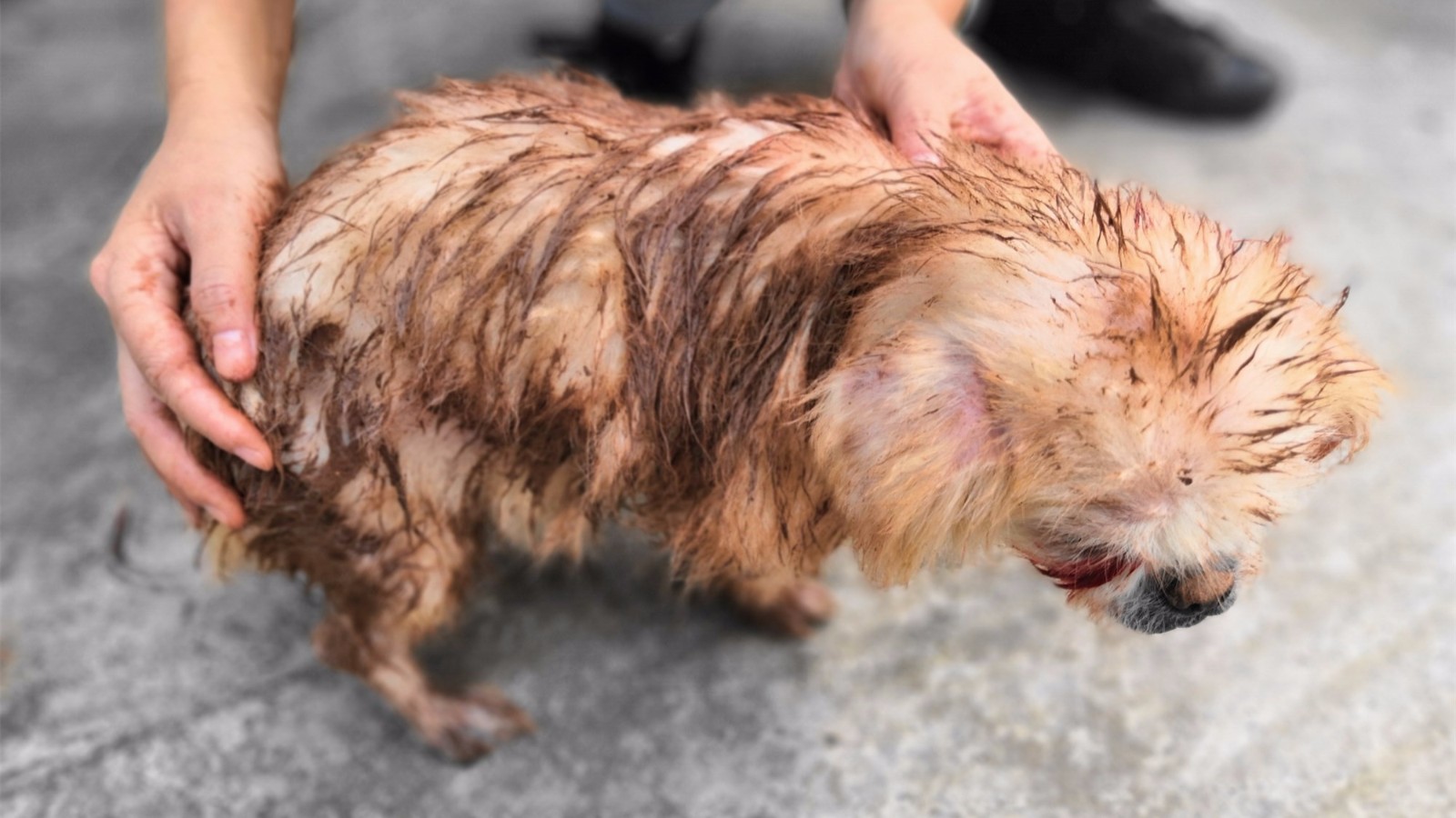 小女孩在村口垃圾堆旁救助一只浑身皮肤病,双眼失明受伤的狗狗