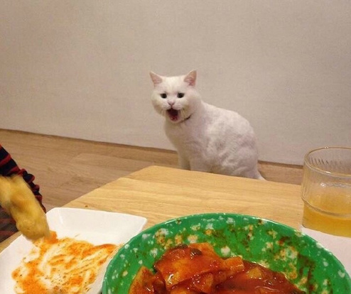 发现一只贪吃猫快被它的眼神给萌哭了