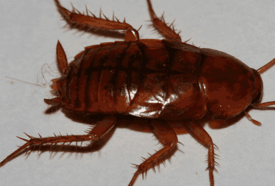 蟑螂一出现, 就举起拖鞋拍下去, 专家: 这方法不可取, 有病