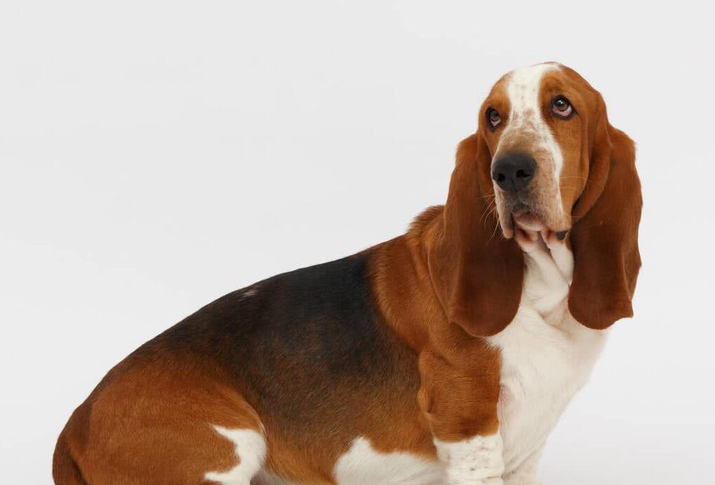 世界上最笨的十种狗,你的爱犬上榜了吗?