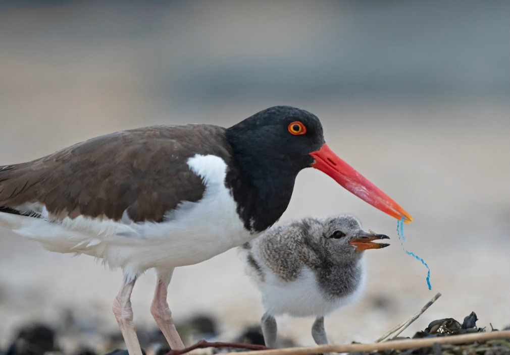 心碎一幕鸟妈妈误将塑料喂食小鸟某后凶手竟然是我们