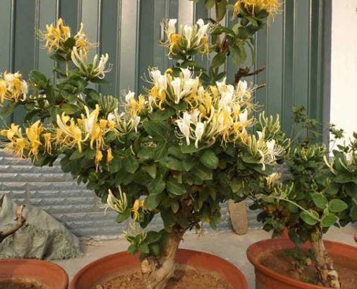 这三种花全身都是"宝",家中养一盆,感冒发烧再也不用买药了|茉莉花|养