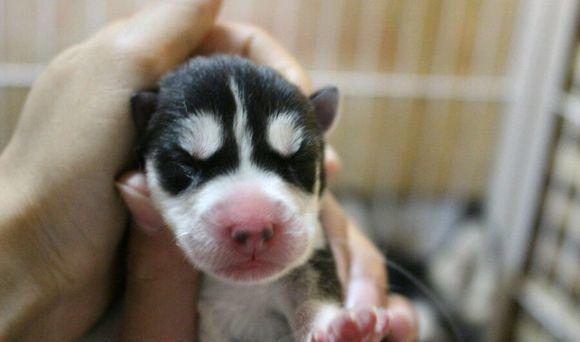 哈士奇宝宝刚出生的小模样,萌化了心