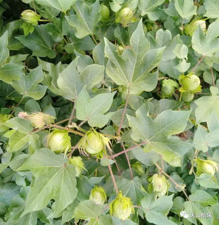 如何通过棉花成熟度来确定打脱叶剂的时间