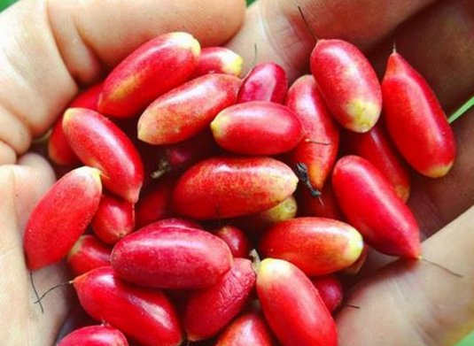 盘点全世界稀奇古怪的水果