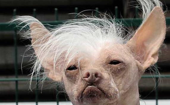 这种狗狗估计喜欢的人不多,如果作为宠物犬的话应该它的存在是属于