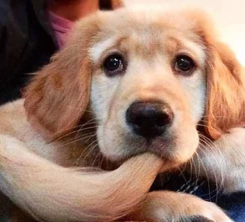 当狗狗叹气的时候,它是对你失望了吗?