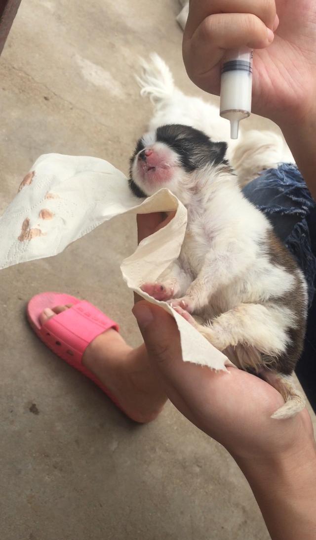 女子捡到刚出生的小奶狗, 悲惨的命运, 女子: 我尽力了!