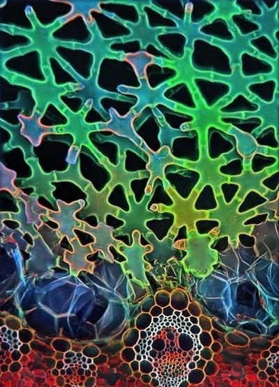 直击: 显微镜下揭开微观世界的神秘面纱, 妙不可言