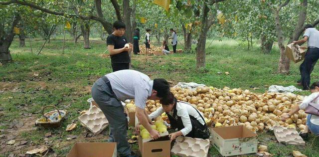 来吧，河北赵县25万亩雪花梨成熟了，欢迎你来采摘体验丰收喜悦|百家号|紫阁|雪花梨_新浪新闻