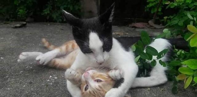 猫界霸道总裁如何谈情说爱,扑倒小橘猫的瞬间,简直甜死人了!
