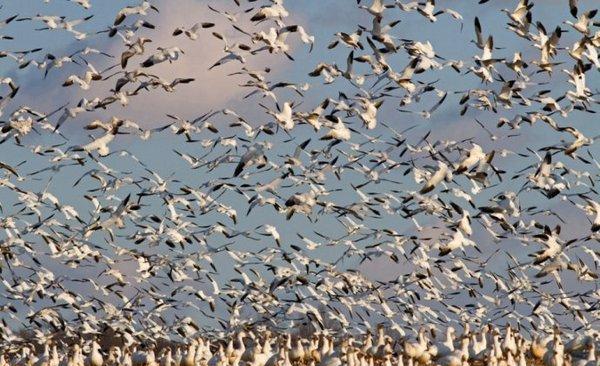 直击: 自然界最壮观的动物大迁徙场面, 真是震撼极了