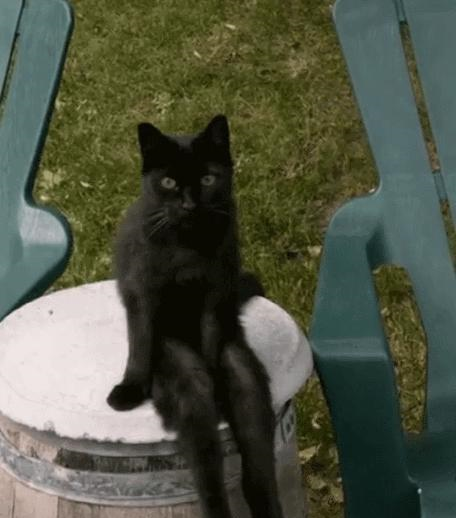 一只长得特别的黑猫,有一双妖娆的大长腿,还有一双卡姿兰大眼睛