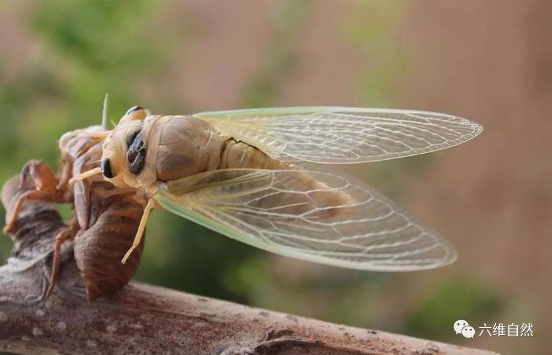 宁静的夏天,没有听见知了的声音,不是知了睡了,而是知了越来越少了