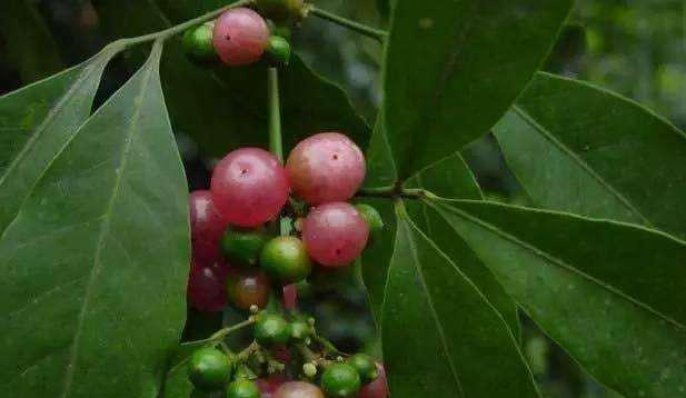 广西南宁:粉红的山小橘在老年代时常常摘来吃