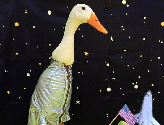 这只鸭快要被主人玩坏了 扮美人鱼灰姑娘萌到没朋友