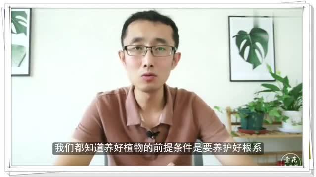 家里的花盆有小飞虫怎么办?养花大爷教你一招