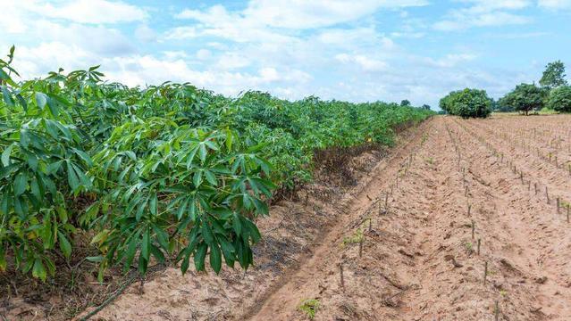 木薯好吃但吃多了会醉人你可知