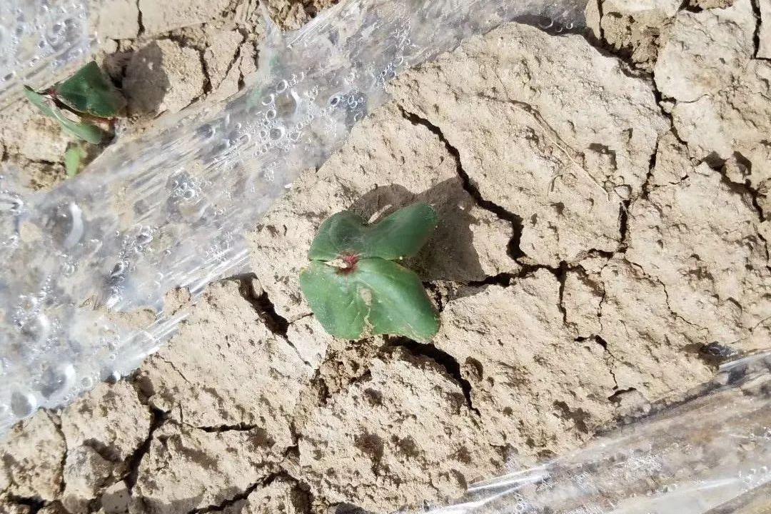 土壤为什么会板结?如何消除?