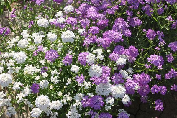 花之物语,素洁,久远——蜂室花的栽培技术|蜂室花|盆栽|花具_新浪新闻