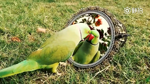 超级动物搞笑, 这只可爱的鸟儿照镜子, 太好笑啦!