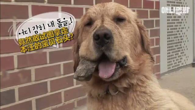 这是一只为了得到大家关注不择手段的心机狗