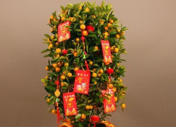 家里养啥花镇宅旺财(家里养什么花镇宅又辟邪)