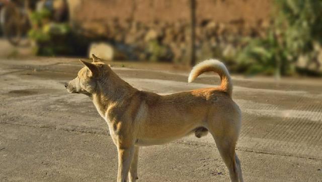 土狗怎么了?养了只土狗就是俗气没品位?爱不应该有贵贱之分