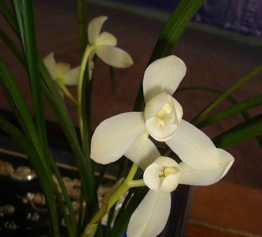 兰花界的白衣天使,犹如万花丛中的艺术品,只可惜钱再多也买不到