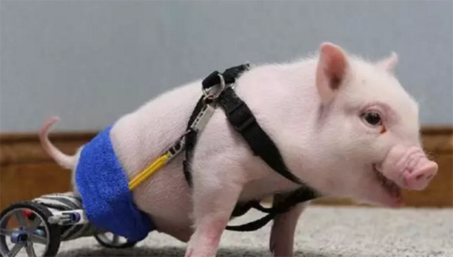 网红猪的快乐生活,盘点网红界的猪坚强们!