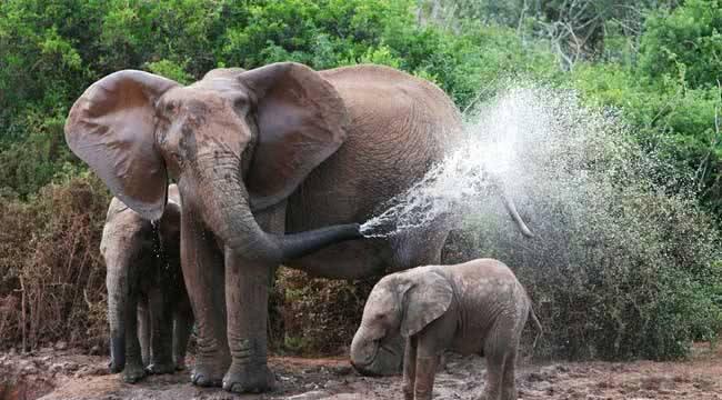 大象心疼象夫给自己搓背太累,自己喷水洗澡感动象夫