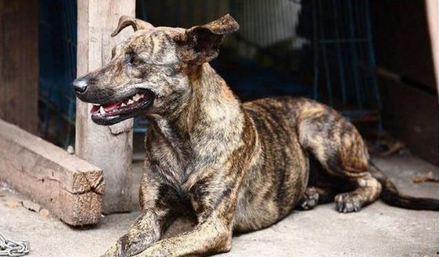 中国本土狗王"斑锦彪", 曾为乾隆御园猎犬, 很多人都没见过!